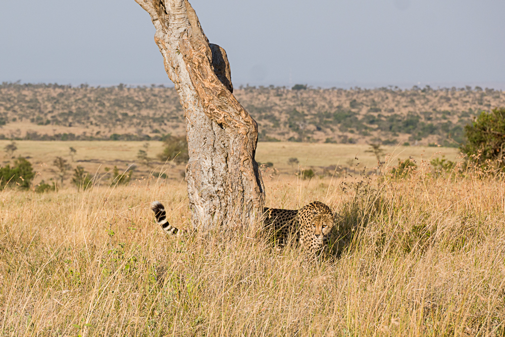 laikipia